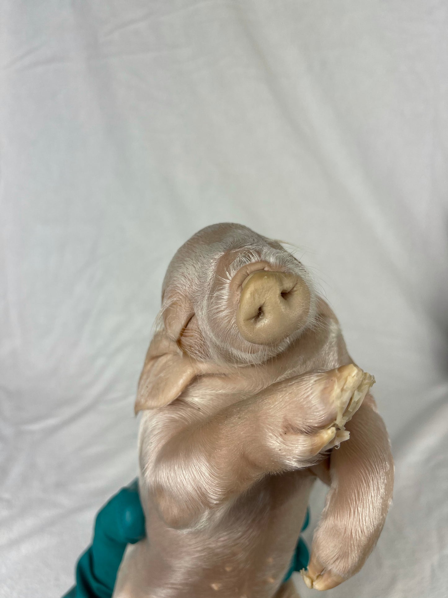 Reserved For Mariah - Wet Specimen Piglet with Congenital Disorders