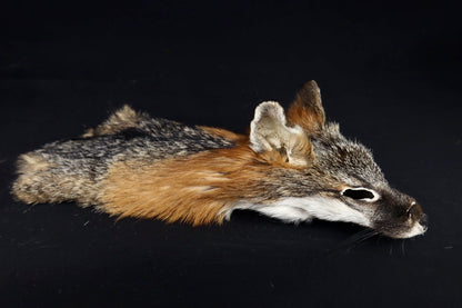 Gray Fox Face/Cape