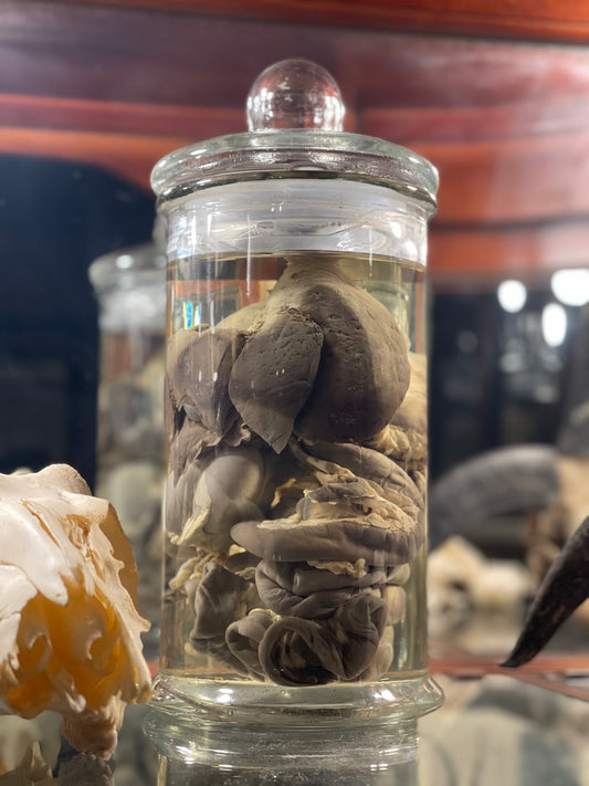 Reserved for Devyn - Wet Specimen Red Fox Alimentary Canal