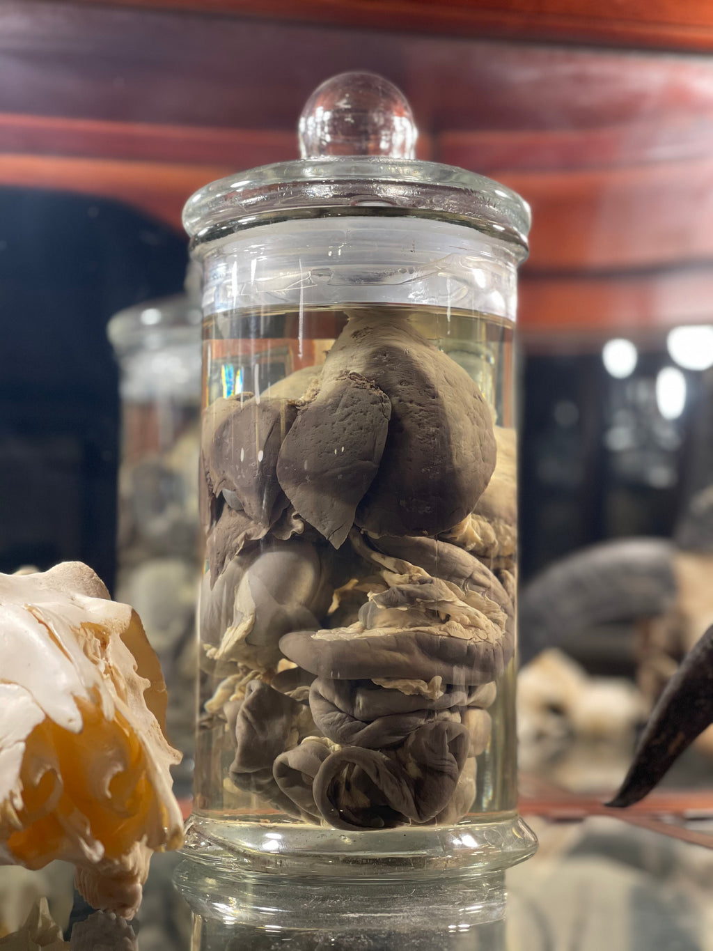 Reserved for Devyn - Wet Specimen Red Fox Alimentary Canal