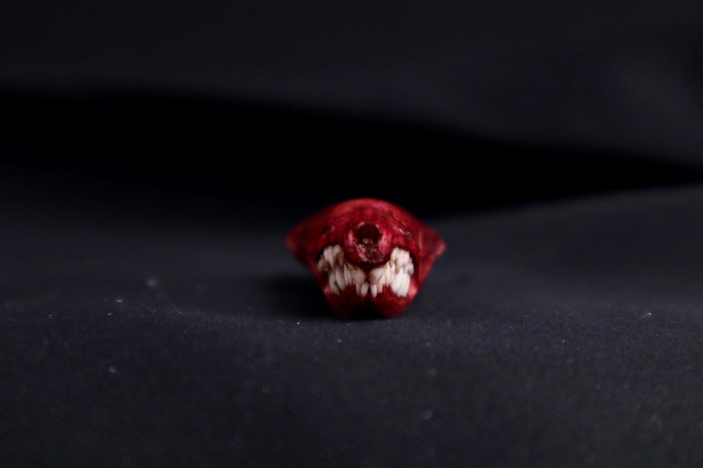 Naturally Stained Mole Skull
