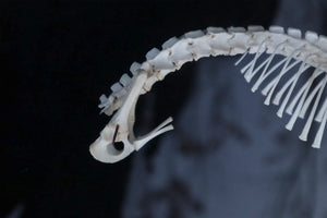 Opossum Joey Partial Skeleton Articulation