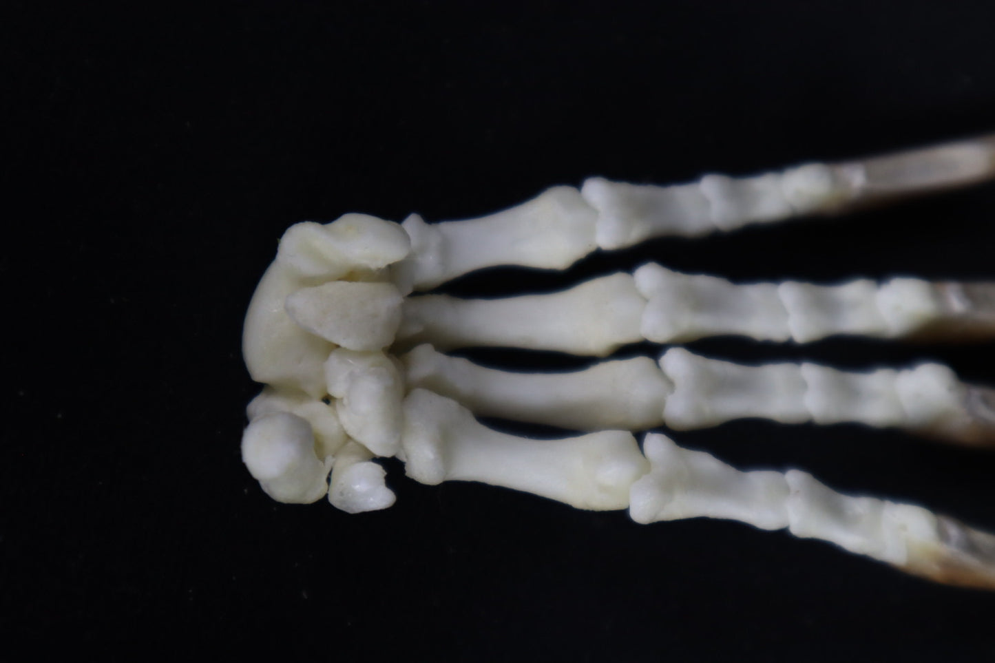 Porcupine Paw Articulation