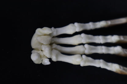 Porcupine Paw Articulation