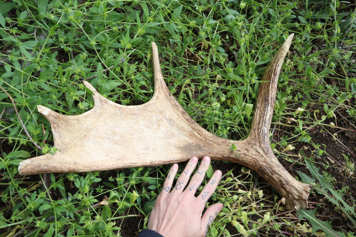 Reserved for Amanda - Naturally Shed Moose Antler
