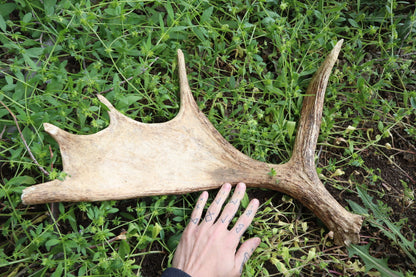 Reserved for Amanda - Naturally Shed Moose Antler