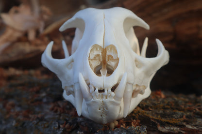 Reserved for Cam - Bobcat Skull