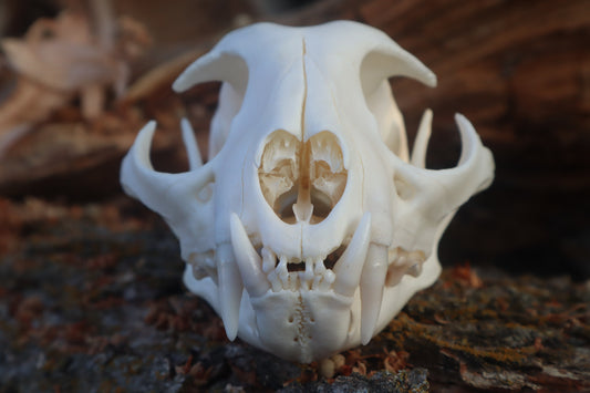 Reserved for Cam - Bobcat Skull