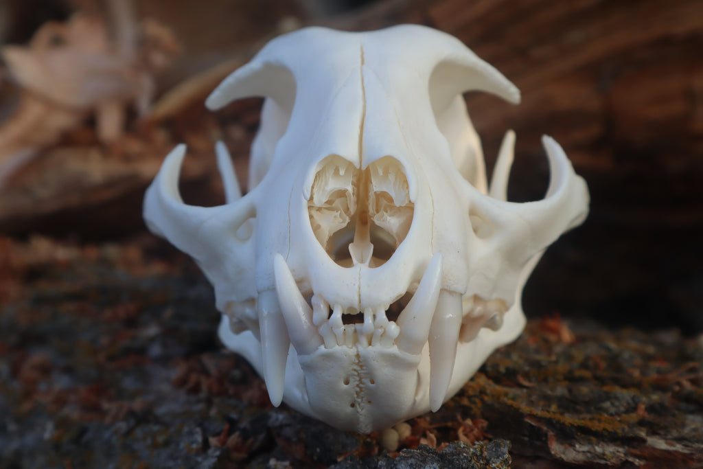 Reserved for Cam - Bobcat Skull