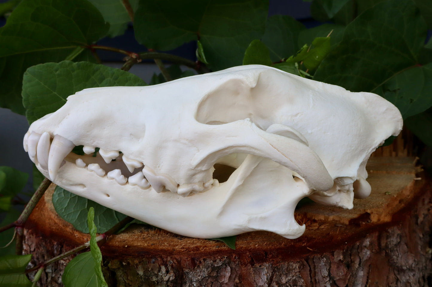 Reserved for Dan - Gray Wolf Skull