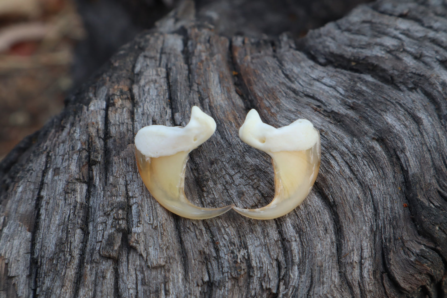 Reserved for Amanda Bobcat Claw Stud Earrings - .925 Silver