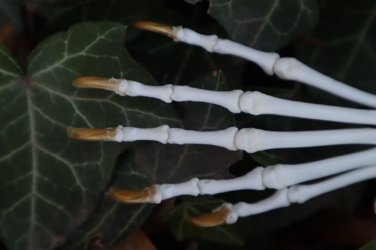 Raccoon Paw Articulation