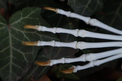 Raccoon Paw Articulation