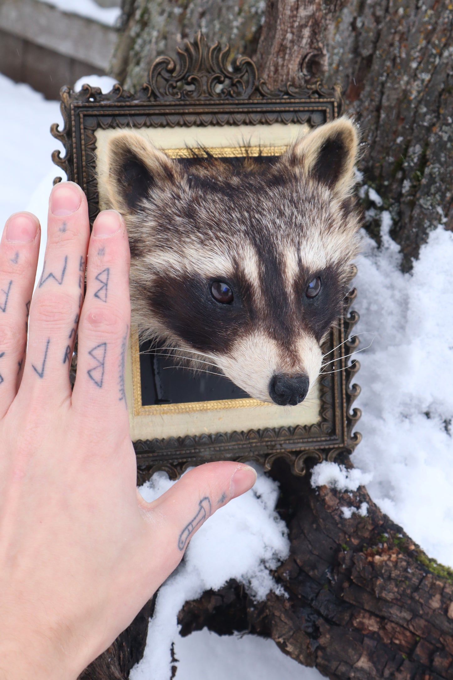 Taxidermy Raccoon