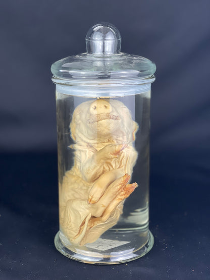 Reserved for Alyssa - Wet Specimen Piglet