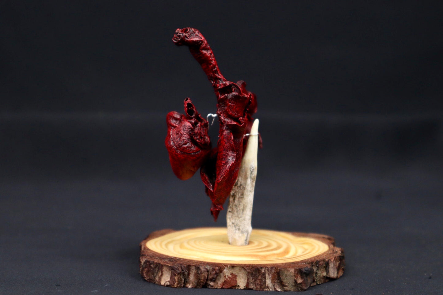 Dry Preserved Red Kangaroo Joey Heart and Lungs in Glass Dome
