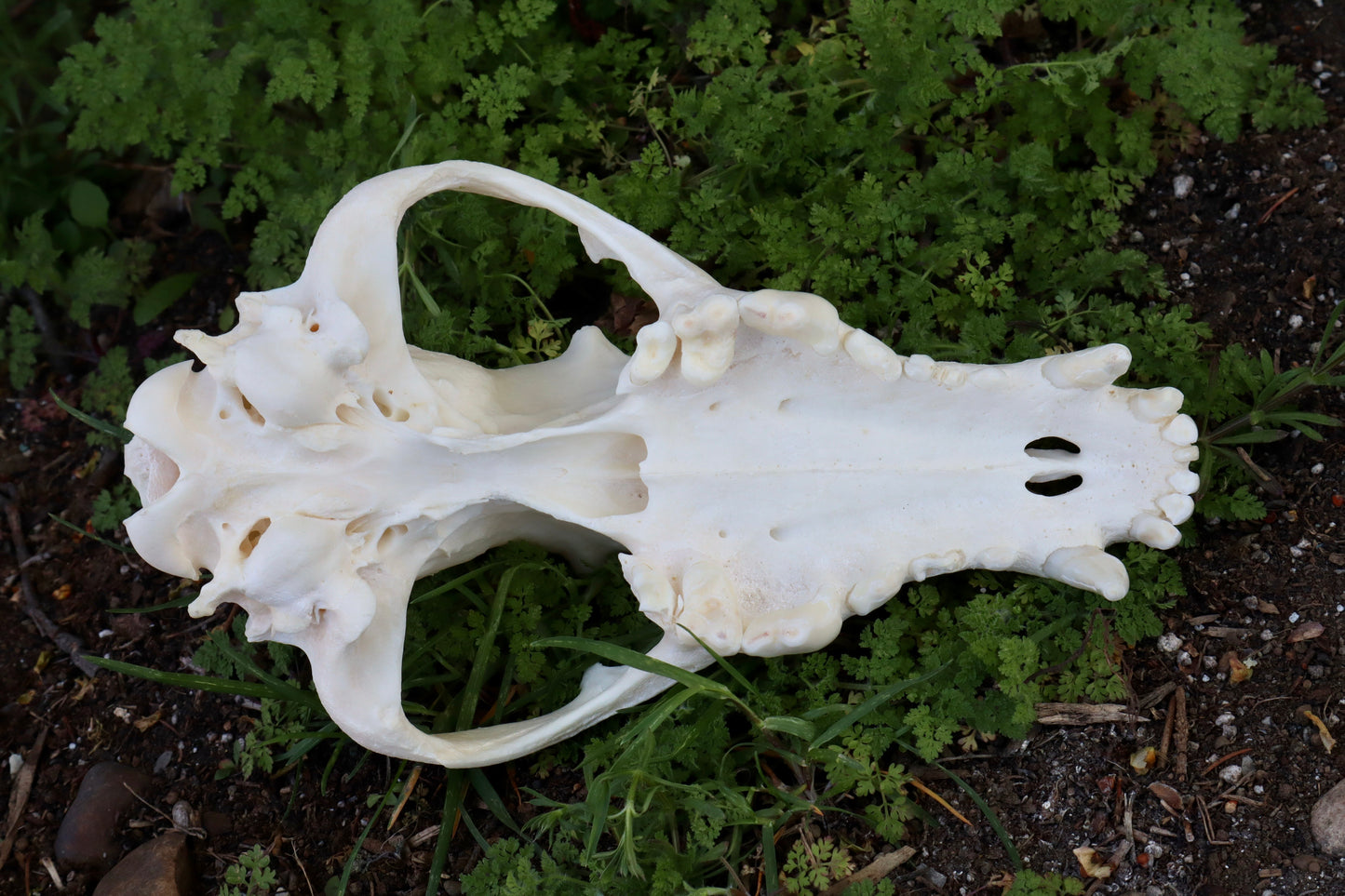 Reserved for Andie - Geriatric Gray Wolf Skull