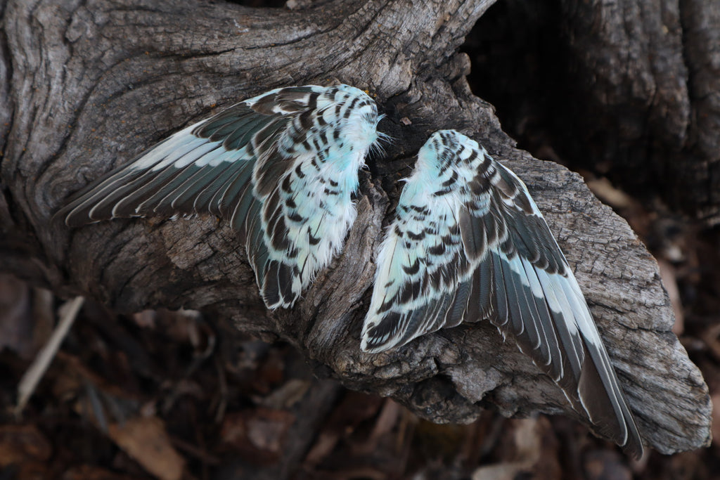 Dry Preserved Parakeet Wings