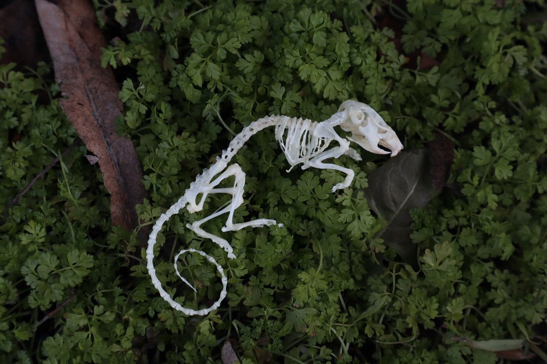 Reserved for Liz - Mouse Skeleton Articulation