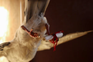 Taxidermy Pigeon