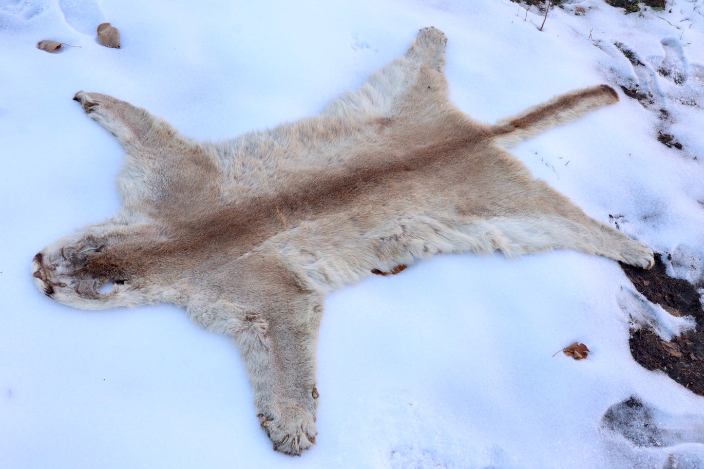 Lifesize Mountain Lion Pelt - Refurbished 1950s Vintage