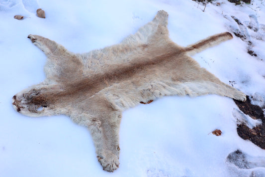 Lifesize Mountain Lion Pelt - Refurbished 1950s Vintage