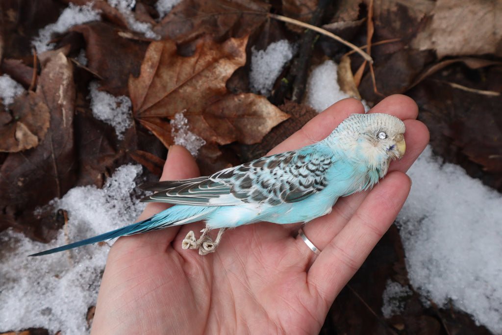Reserved - Dry Preserved Parakeet with CZ Eyes