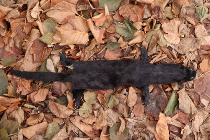 Black Mink Lifesize Pelt