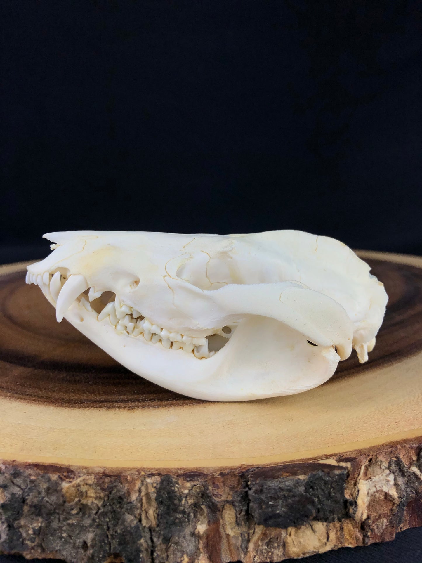 Reserved “Craft Quality” Opossum Skull