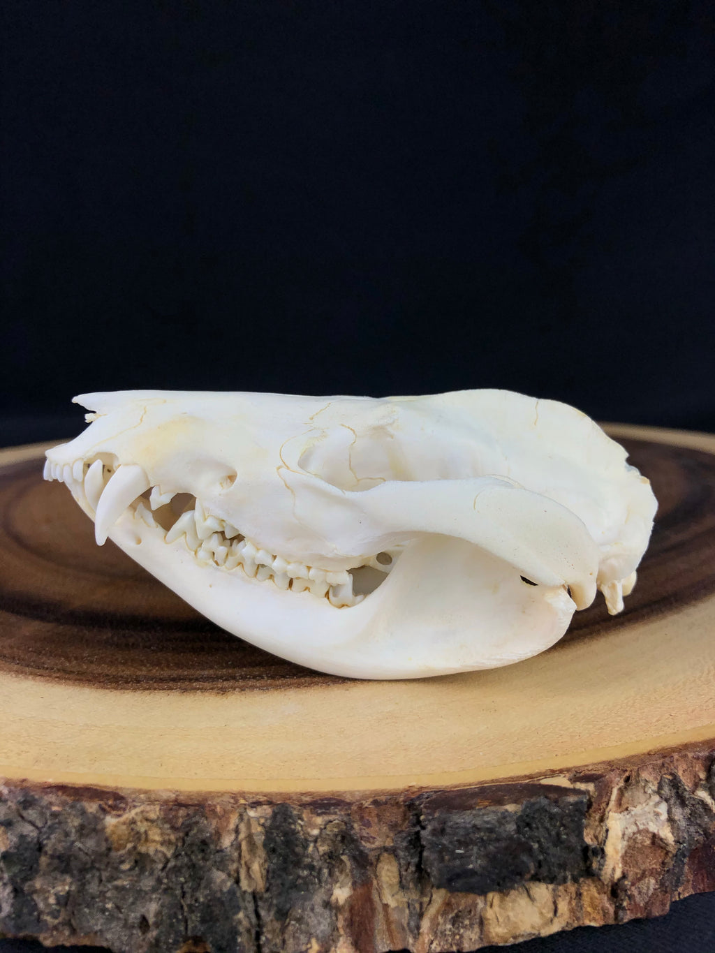 Reserved “Craft Quality” Opossum Skull