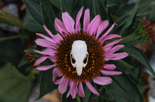 Mouse Skull