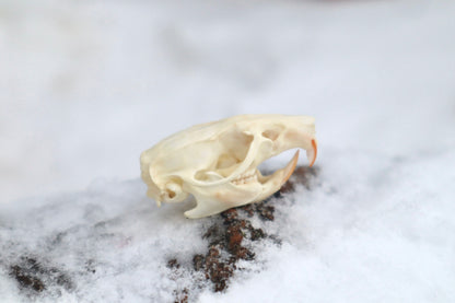 Rat Skull