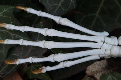 Raccoon Paw Articulation