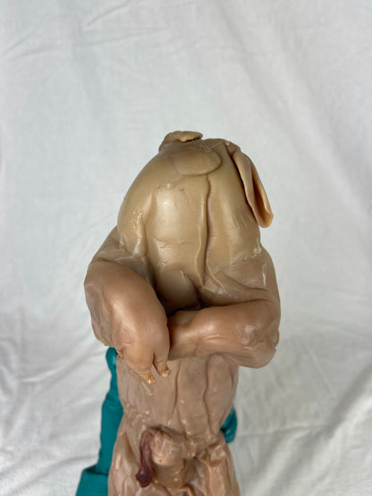 Reserved For Mariah - Wet Specimen Piglet with Congenital Disorders