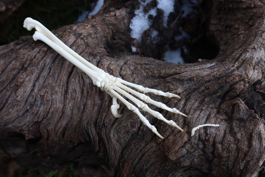 Kitten and Mouse Paw with Radius & Ulna Articulation