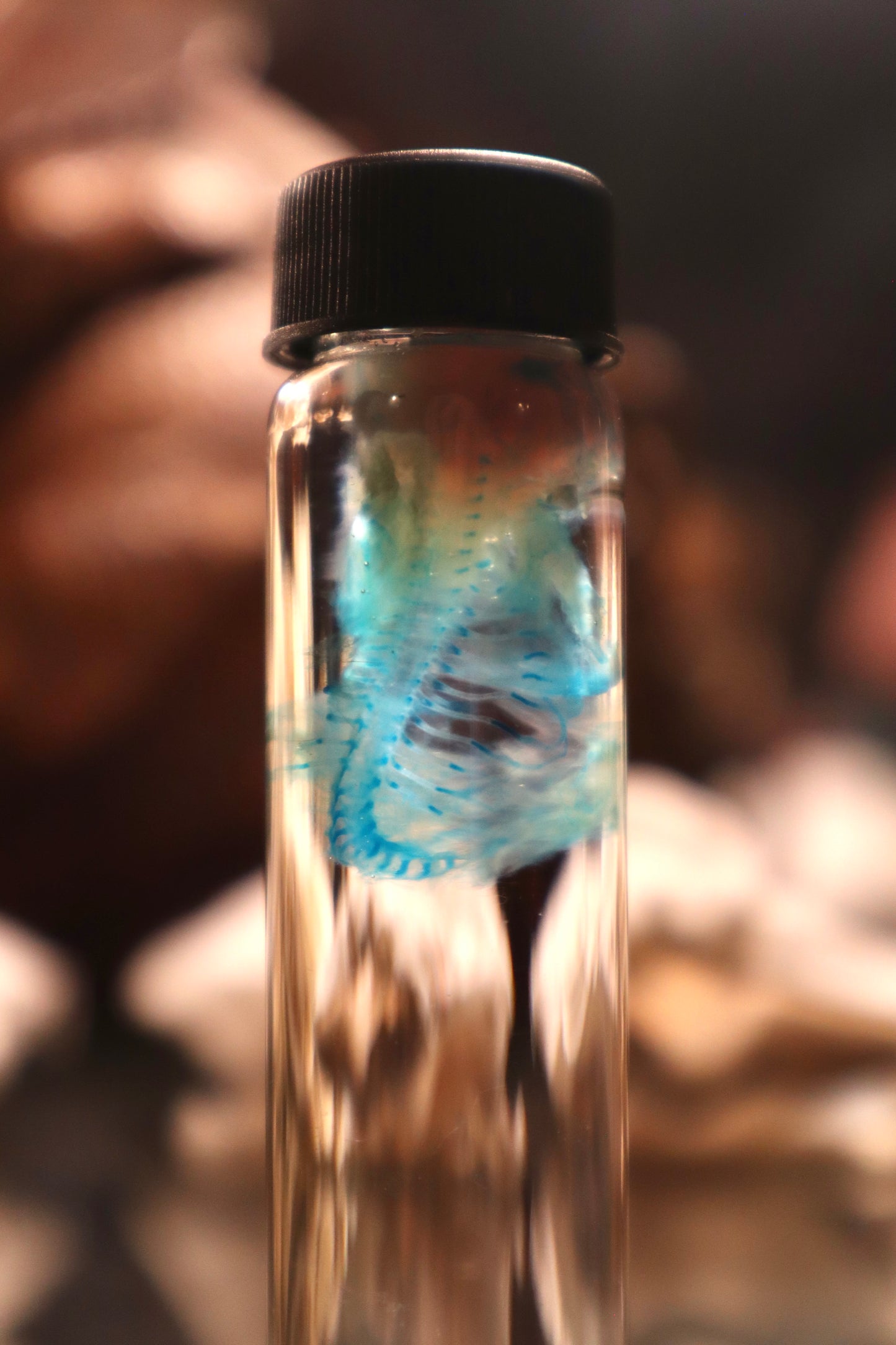 Diaphonized Fetal Cottontail Rabbit