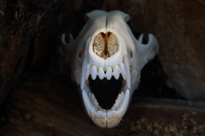 Coyote Skull
