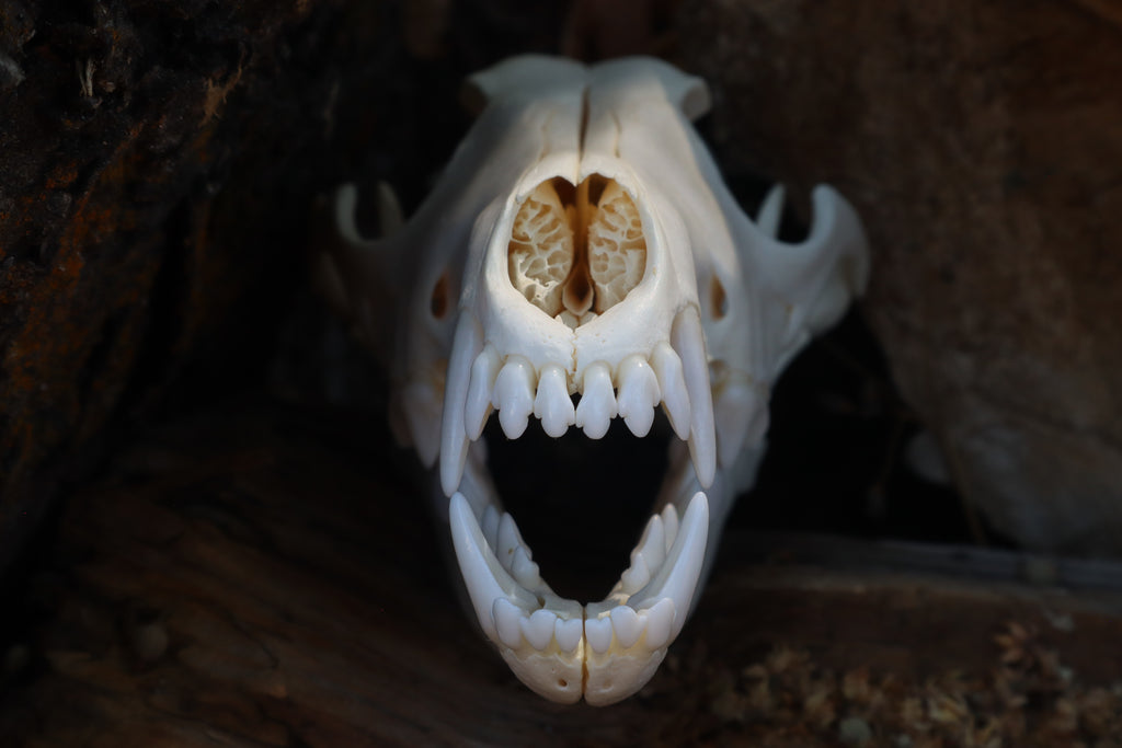 Coyote Skull