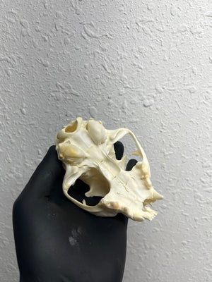 Reserved for Kaitlyn Michelle - Craft Pathological Bobcat Skull