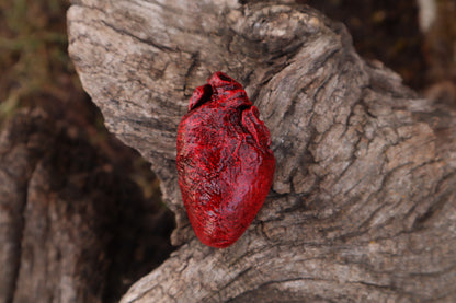 Reserved for Taryn - Dry Preserved Bobcat Heart