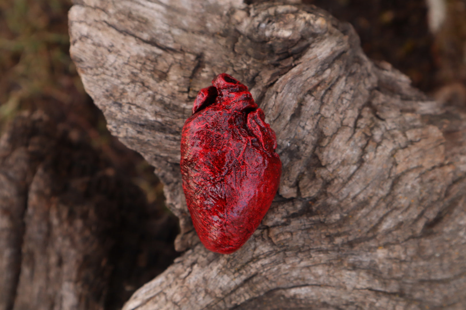 Reserved for Taryn - Dry Preserved Bobcat Heart
