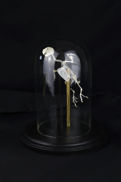 Reserved for Amanda - Articulated Parakeet Skeleton with Sclerotic Lenses