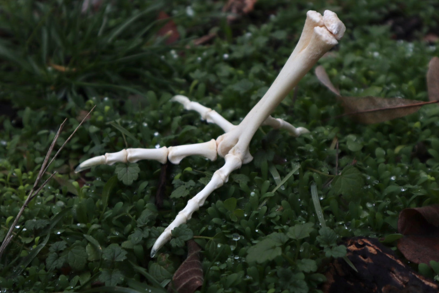 Chicken Foot Articulation