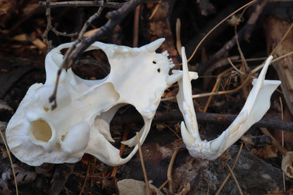 Reserved for Cora - Geriatric Bobcat Skull