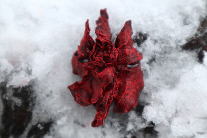 Dry Preserved Kitten Heart and Lungs