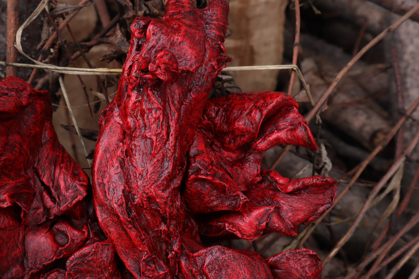 Dry Preserved Gray Wolf Lungs