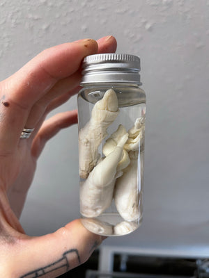 Reserved for Becky -  Wet Specimen Mountain Lion Penis and Testicles