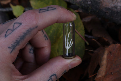 Parakeet Foot Articulation in Glass Dome
