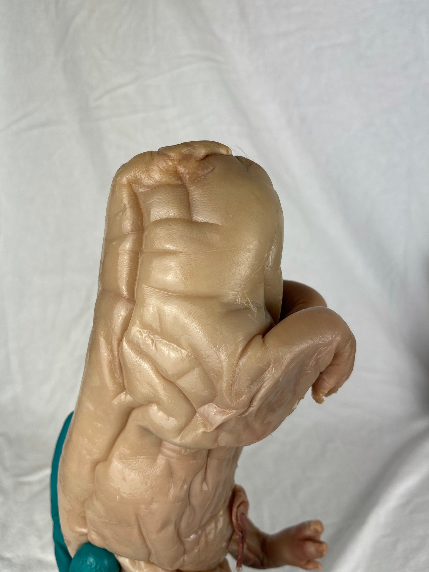 Reserved For Mariah - Wet Specimen Piglet with Congenital Disorders