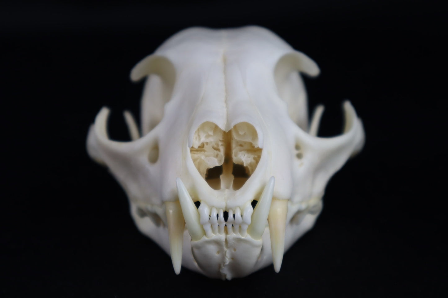 Reserved for Amberley Levine - Alaskan Lynx Skull